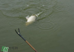 驚蟄過(guò)后好釣魚(yú)嗎？驚蟄后陰雨天好釣魚(yú)嗎？