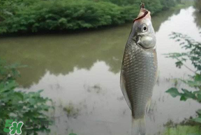 春分節(jié)氣好釣魚嗎？春分釣魚技巧