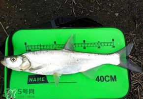 春分節(jié)氣好釣魚嗎？春分釣魚技巧
