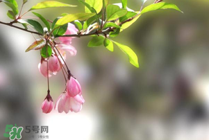 春分開什么花？春分什么花開？
