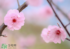 春分開什么花？春分什么花開？
