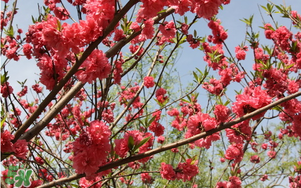 春分開什么花？春分什么花開？