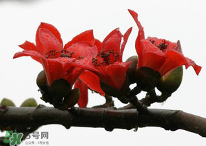 春分會(huì)下雨嗎？春分節(jié)氣下雨好還是不好？