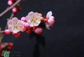 春分會(huì)下雨嗎？春分節(jié)氣下雨好還是不好？