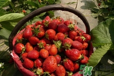 家里可以種草莓嗎？陽臺上可以種草莓嗎？