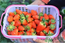家里可以種草莓嗎？陽臺上可以種草莓嗎？