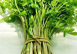 孕婦可以吃野芹菜嗎？孕婦吃野芹菜有什么好處？