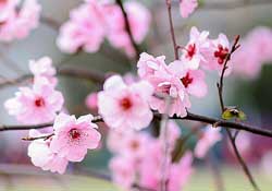 春分開什么花？春分什么花開？