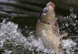 驚蟄過后好釣魚嗎？驚蟄后陰雨天好釣魚嗎？