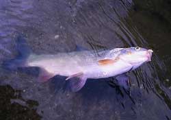 3月份釣魚用什么餌料？三月份釣魚用什么魚餌？
