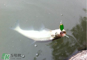 ?3月份可以釣翹嘴嗎？翹嘴幾月份好釣？