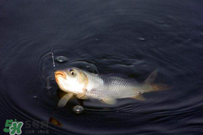 3月份釣魚(yú)用什么餌料？三月份釣魚(yú)用什么魚(yú)餌？