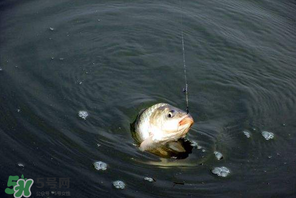 3月份釣魚(yú)用什么餌料？三月份釣魚(yú)用什么魚(yú)餌？