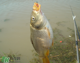 三月份釣鯉魚好釣嗎？3月份釣鯉魚用什么好？