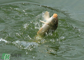 三月份釣鯉魚好釣嗎？3月份釣鯉魚用什么好？