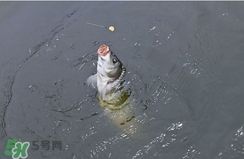 三月份釣鯉魚好釣嗎？3月份釣鯉魚用什么好？