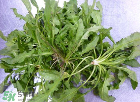 薺菜葉子黃了能吃嗎？薺菜發(fā)黃能吃嗎？