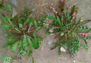 野生薺菜長什么樣？野生薺菜怎么識別？
