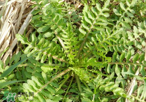 野生薺菜長什么樣？野生薺菜怎么識別？