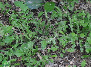 野生薺菜長什么樣？野生薺菜怎么識別？