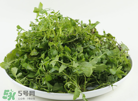 薺菜多少錢一斤？野生薺菜多少錢一斤？