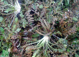 腎結(jié)石能吃薺菜嗎？腎結(jié)石可以吃薺菜嗎？