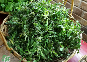 腎結(jié)石能吃薺菜嗎？腎結(jié)石可以吃薺菜嗎？