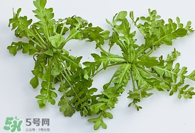 薺菜有蟲(chóng)子嗎？薺菜根有蟲(chóng)子嗎？