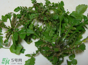 薺菜有蟲(chóng)子嗎？薺菜根有蟲(chóng)子嗎？
