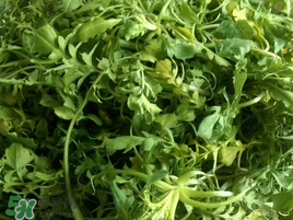 薺菜怎么保存？薺菜可以曬干存放嗎？