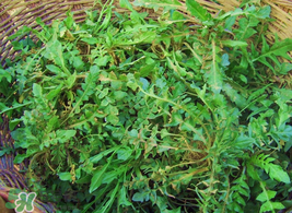薺菜怎么保存？薺菜可以曬干存放嗎？
