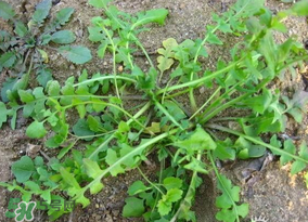 薺菜怎么保鮮？新鮮薺菜如何保鮮？