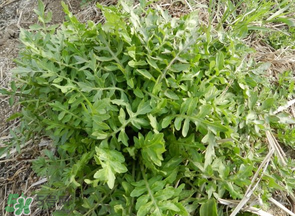 薺菜什么季節(jié)有？薺菜什么時(shí)候上市？