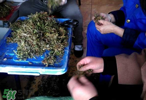 薺菜什么季節(jié)有？薺菜什么時(shí)候上市？