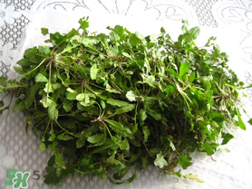 薺菜什么時候播種？薺菜什么時候挖？