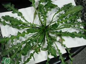 薺菜什么時候播種？薺菜什么時候挖？