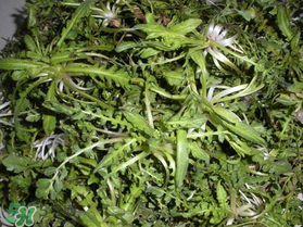 薺菜什么時候播種？薺菜什么時候挖？