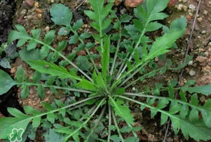 哺乳期能吃薺菜嗎？哺乳期吃薺菜會(huì)回奶嗎？