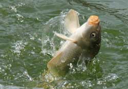 3月份釣什么魚？3月份怎么釣魚？