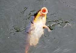 三月份釣鯉魚好釣嗎？3月份釣鯉魚用什么好？
