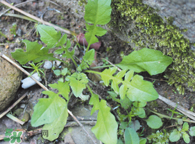 薺菜是什么菜？薺菜是什么野菜？