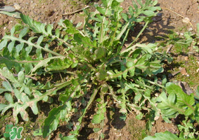 薺菜是什么菜？薺菜是什么野菜？
