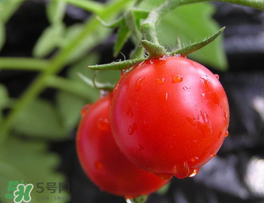 薺菜可以和西紅柿一起吃嗎？薺菜和西紅柿一起吃好嗎？