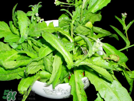 薺菜能和青菜一起吃嗎？薺菜和青菜一起吃好嗎？