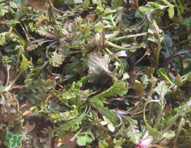 薺菜上有白點(diǎn)能吃嗎？薺菜背面有白點(diǎn)是什么？