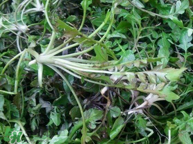 薺菜上有黑點能吃嗎？薺菜葉子上的黑點怎么回事？