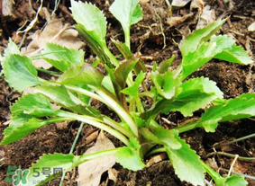 蒲公英和薺菜的能同食嗎？薺菜和蒲公英的區(qū)別