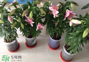 3月份可以種百合花嗎？百合幾月種植？