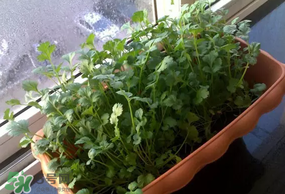 三月份可以種香菜嗎？香菜幾月份播種？