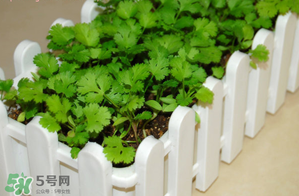 三月份可以種香菜嗎？香菜幾月份播種？